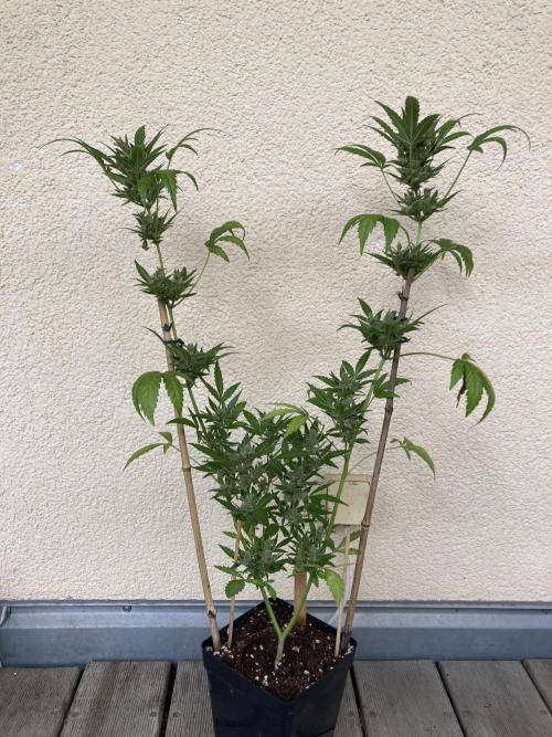 Wedding Cake Automatic. Week 10