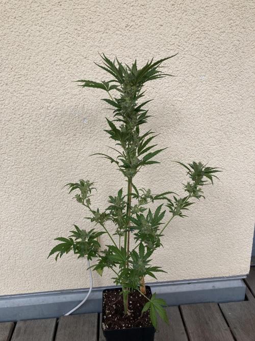 Animal Mints Automatic . Week 10