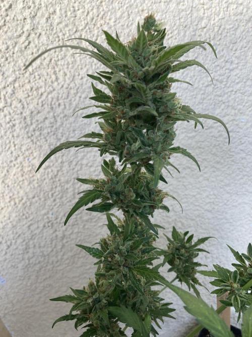 Auto Daiquiri Lime 🚗🍸🥤. Week 14