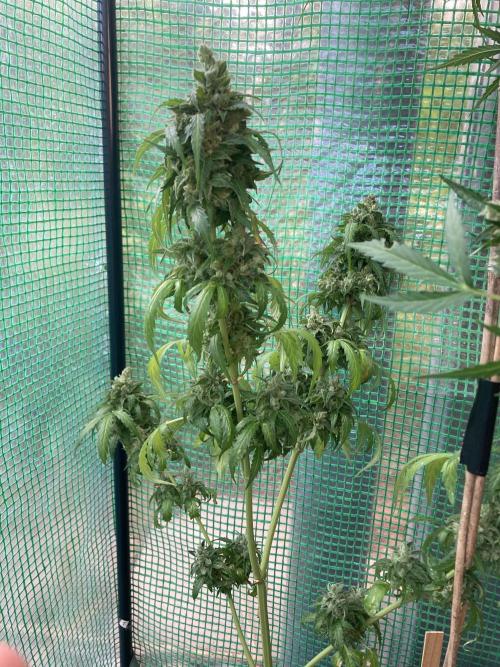 Auto Daiquiri Lime 🚗🍸🥤. Week 14