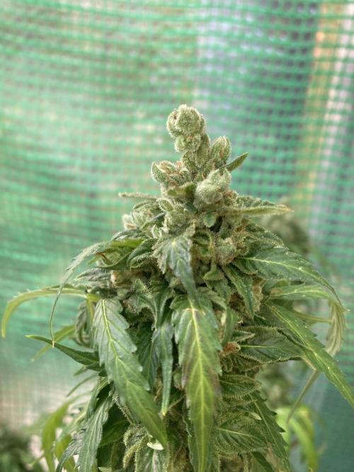 Auto Daiquiri Lime 🚗🍸🥤. Week 14