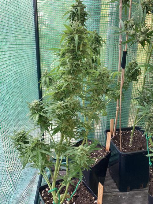 Auto Daiquiri Lime 🚗🍸🥤. Week 14