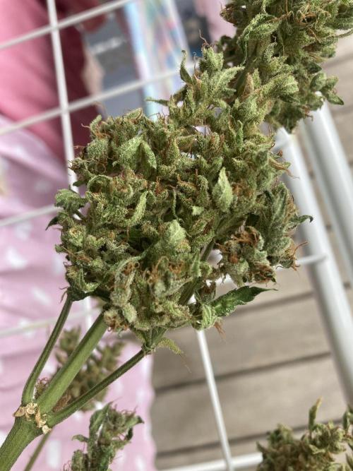 Sticky Beast Automatik. Week 14