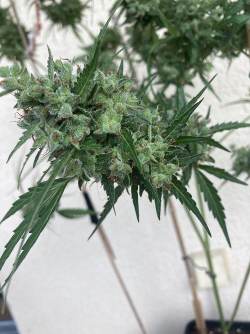 Amnesia Haze Automatik. Week 14