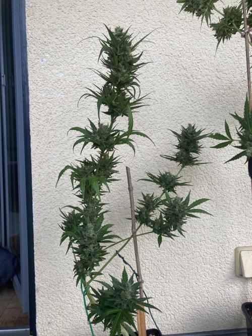 Amnesia Haze Automatik. Week 14