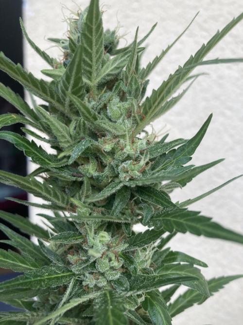 Amnesia Haze Automatic. Week 14