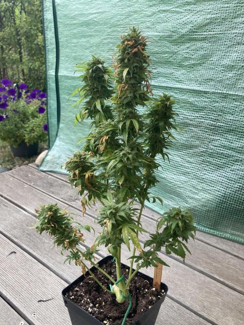 Auto Daiquiri Lime 🚗🍸🥤. Week 15