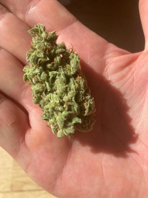 Amnesia Haze Automatik. Week 15
