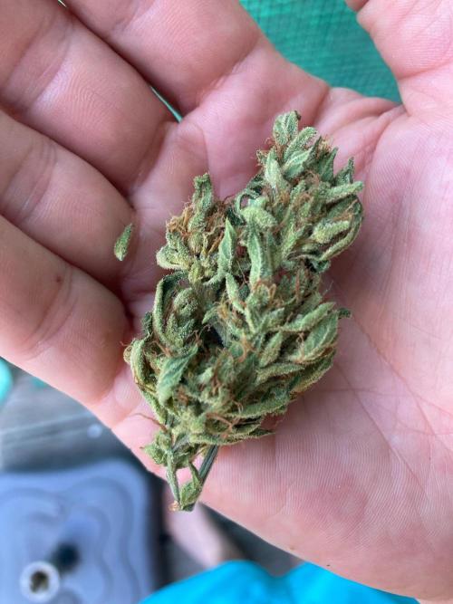 Auto Daiquiri Lime. Week 16