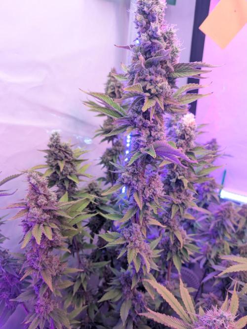 Operation Crimson Fall. Week 11 - Runtz x Layer cake, Runtz- style Pheno. Smells extremly sweet and fruity.