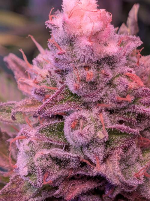 Operation Crimson Fall. Week 11 - Old 👑 on Queen.
Perfect light bleach and small crown.