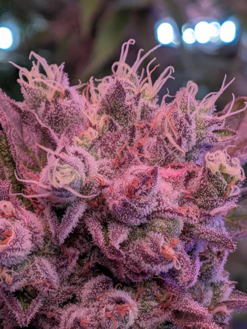Operation Crimson Fall. Week 11 - Runtz x Layer, Layer Cake Pheno