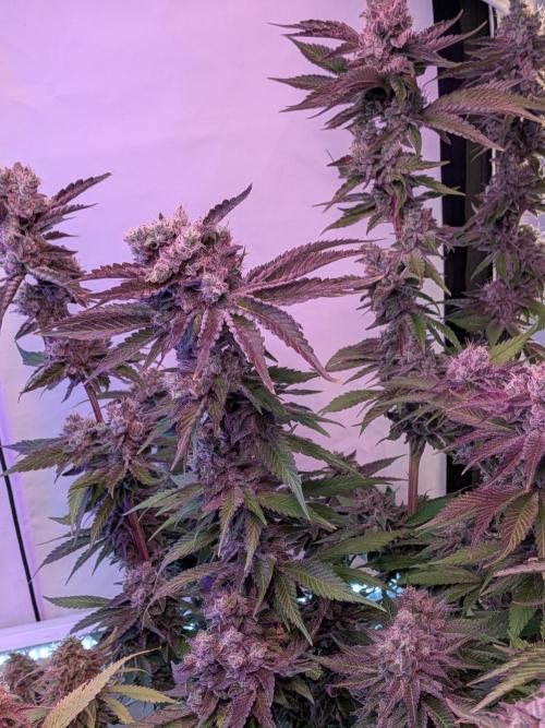 Operation Crimson Fall. Week 11 - Layer Cake pheno, the one and only from my point of view :-D