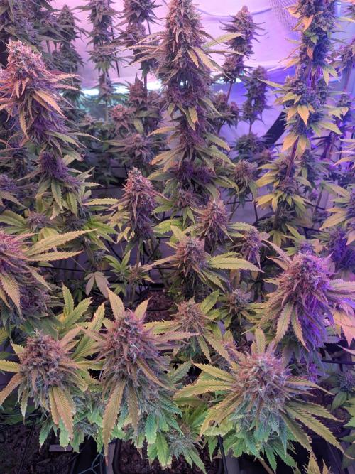Operation Crimson Fall. Week 12 - Onsight on the cannibal-hulk pheno in light green