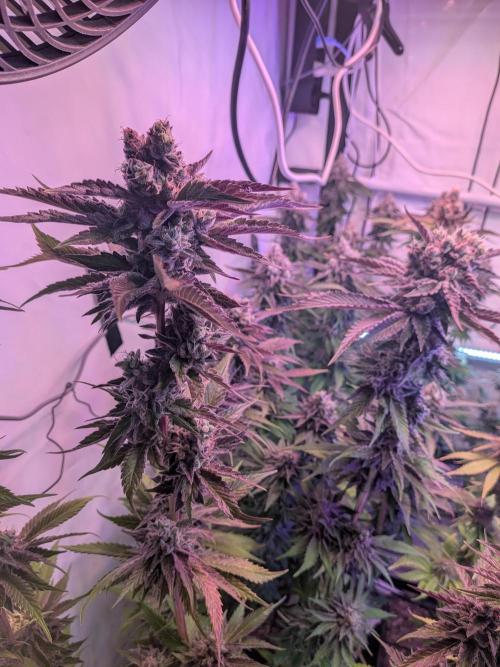 Operation Crimson Fall. Week 12 - Runtz x Layer Cake, Layercake- Pheno 
