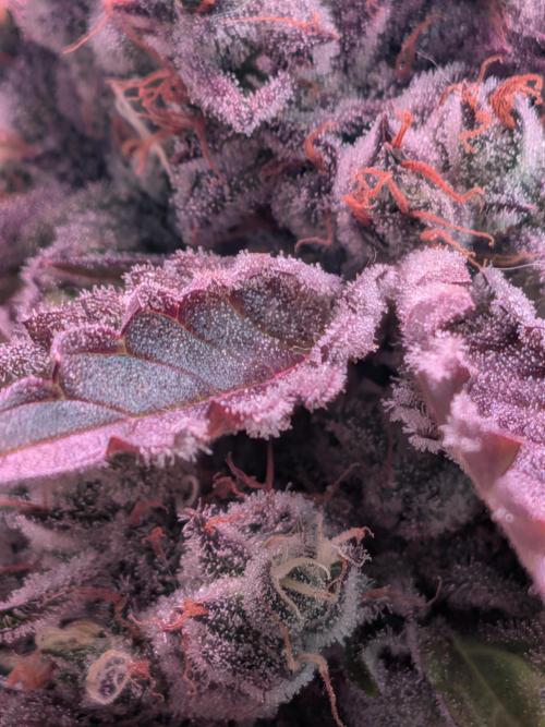 Operation Crimson Fall. Week 12 - lightstress helps out in trichome armoring