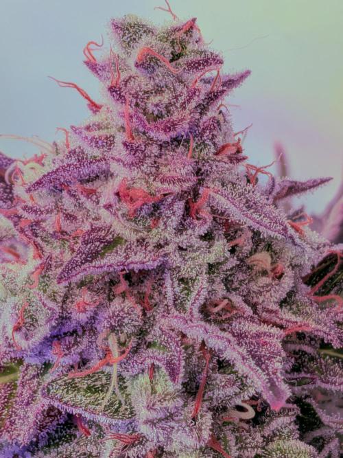 Operation Crimson Fall. Week 12 - Sweet Willy- Wonka- meat :-D