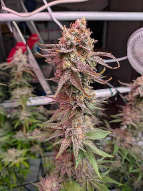 Operation Crimson Fall. Week 12 - Bruce Banner Pheno 2