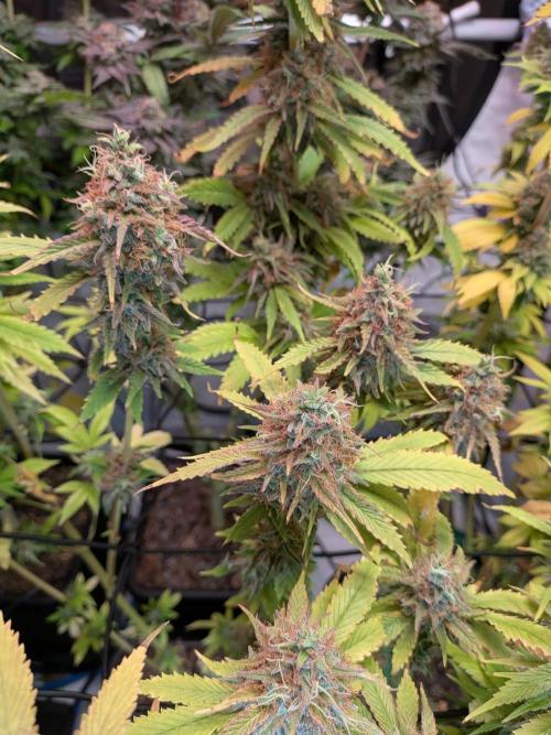 Operation Crimson Fall. Week 12 - Bruce Banner Pheno 1, the Hulk Pheno in a lighter green 