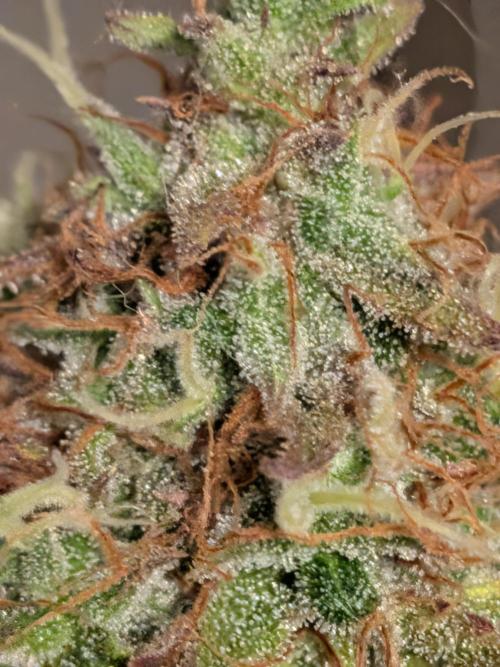 Operation Crimson Fall. Week 12 - Bruce Banner, Hulk Pheno right after the early harvest for a more "head-high"