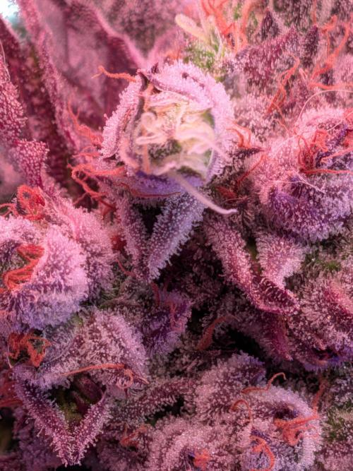 Operation Crimson Fall. Week 12 - Runtz x Layer cake, the Layer- Cake pheno is not ready!