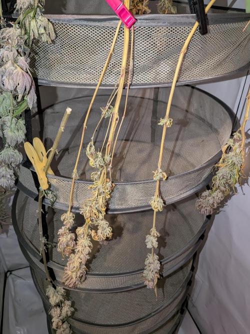 Operation Crimson Fall. Week 13 - dry tent starting to fill slowly