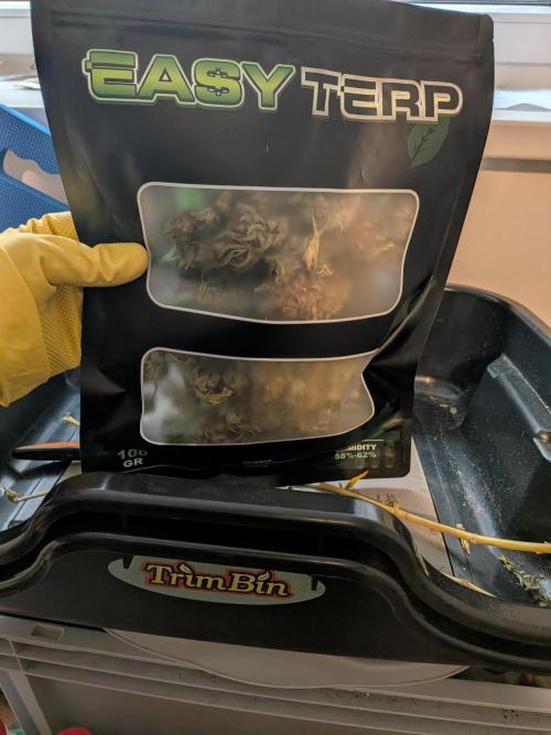 Operation Crimson Fall. Week 13 - early harvest 10 days ago ready for terploc- bag curing.