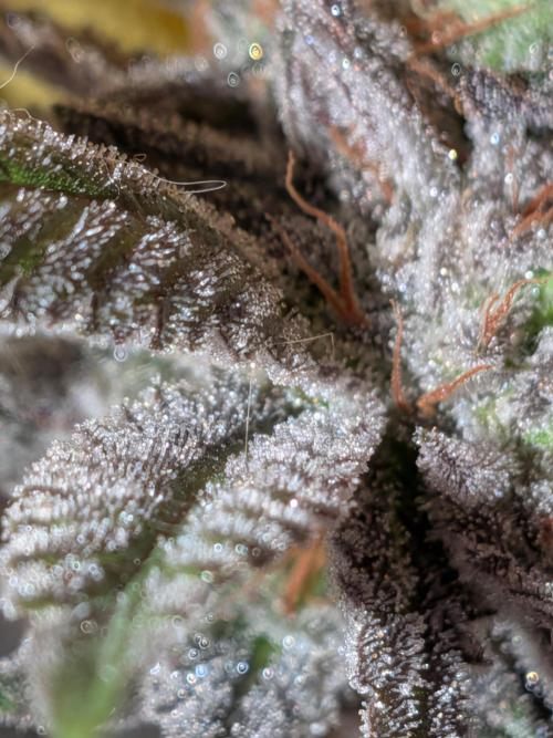 Operation Crimson Fall. Week 13 - closeup of sugarleaves