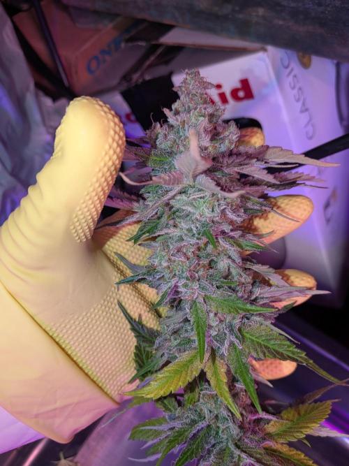 Operation Crimson Fall. Week 13 - The sidewinders, much less popcorn this grow