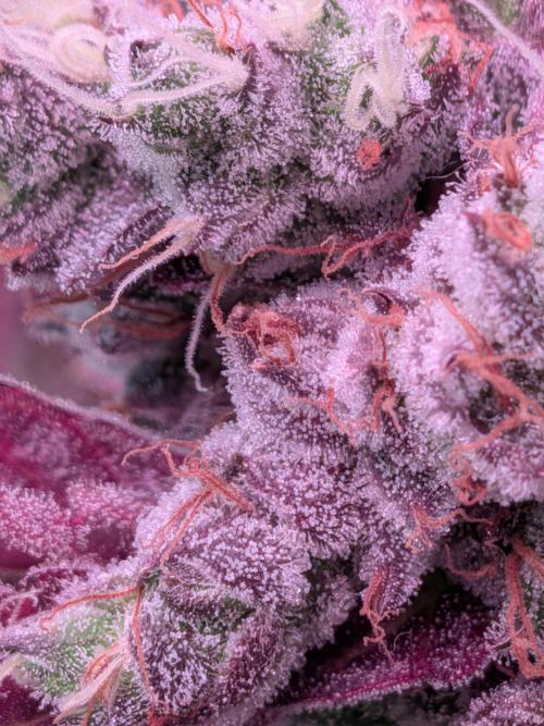 Operation Crimson Fall. Week 13 - So, at the end you could see now 3 different RxLC Pheno