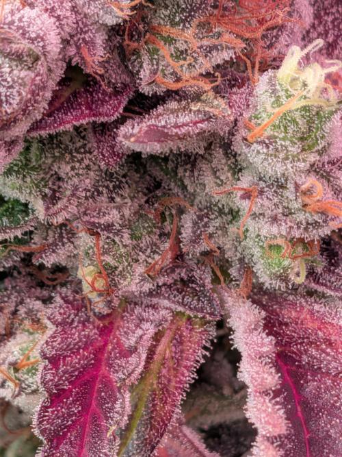 Operation Crimson Fall. Week 13 - Starting to harvest the top crowns with around 10% amber trichome