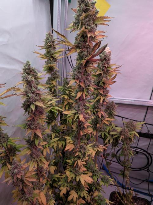 Operation Crimson Fall. Week 13 - Runtz x Layer Cake, the "Runtz" Pheno needs really long time