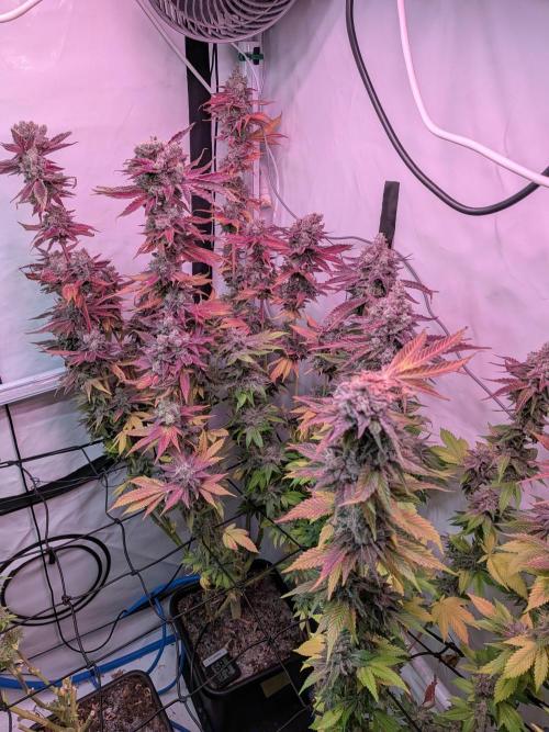 Operation Crimson Fall. Week 13 - the rest is getting ready
