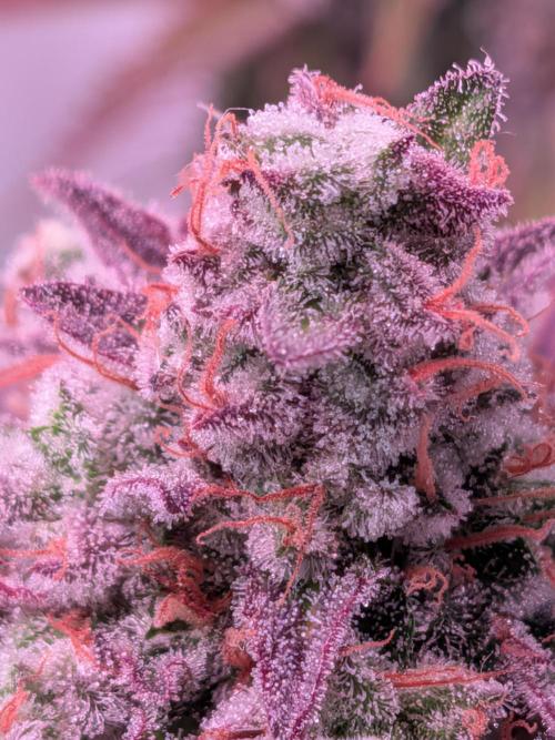 Operation Crimson Fall. Week 13 - Runtz x Layer Cake, the Layer Cake Pheno...snowy :-)