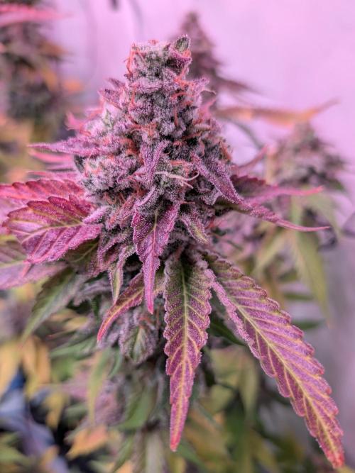 Operation Crimson Fall. Week 13 - Closeup Runtz x Layer Cake, GMO Pheno?