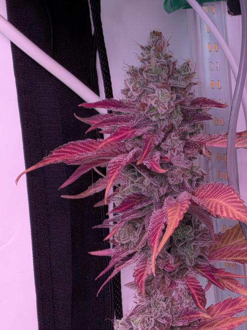 Operation Crimson Fall. Week 13 - Runtz x Layer Cake, Layer Cake Pheno