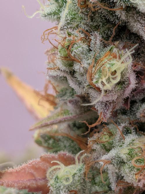 Operation Crimson Fall. Week 13 - Runtz x Layer Cake, Runtz pheno closeup