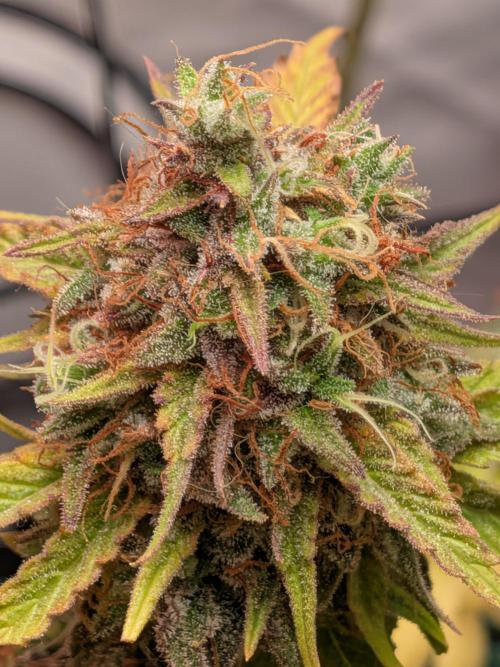 Operation Crimson Fall. Week 13 - The last Bruce Banner spear