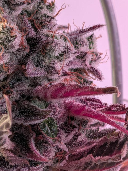Operation Crimson Fall. Week 14 - Runtz x Layer Cake, Layer Cake Pheno, Macro Closeup, still needs time