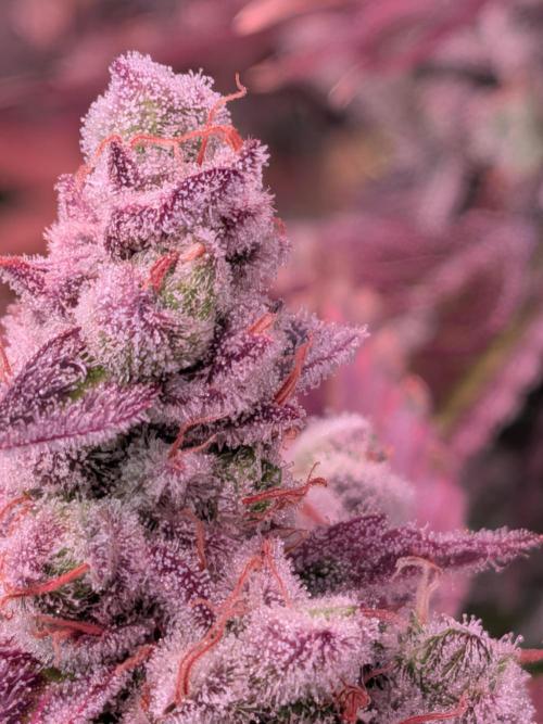 Operation Crimson Fall. Week 14 - Layer Cake Pheno, Pixel 10 closeup. no filters, hope it is not too blurring?