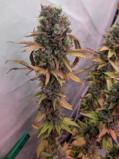 Operation Crimson Fall. Week 14 - RxLC, Runtz Pheno