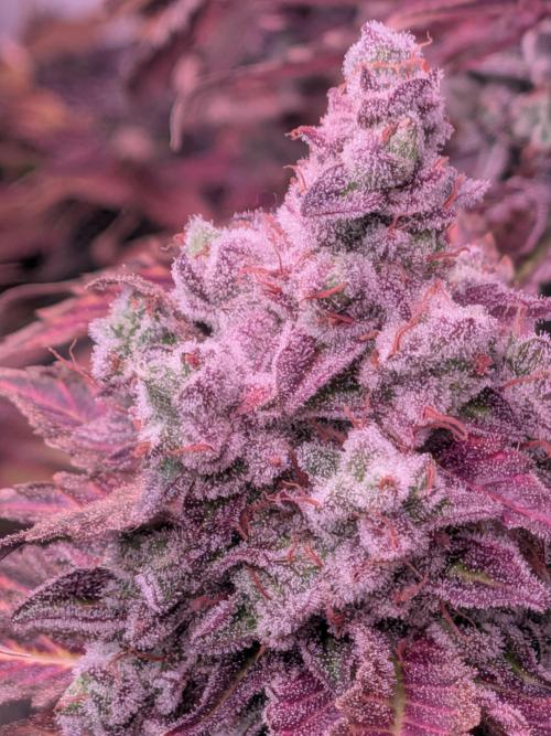 Operation Crimson Fall. Week 14 - RxLC, the Layer Cake Pheno