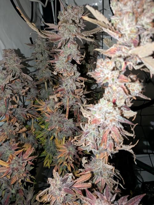 Operation Crimson Fall. Week 14 - I will add 24hrs more in the darkroom, RLF stable at 52% and 18.5 Celsius