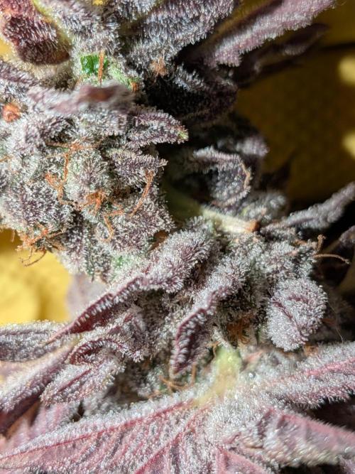 Operation Crimson Fall. Week 15 - Trichome Armor