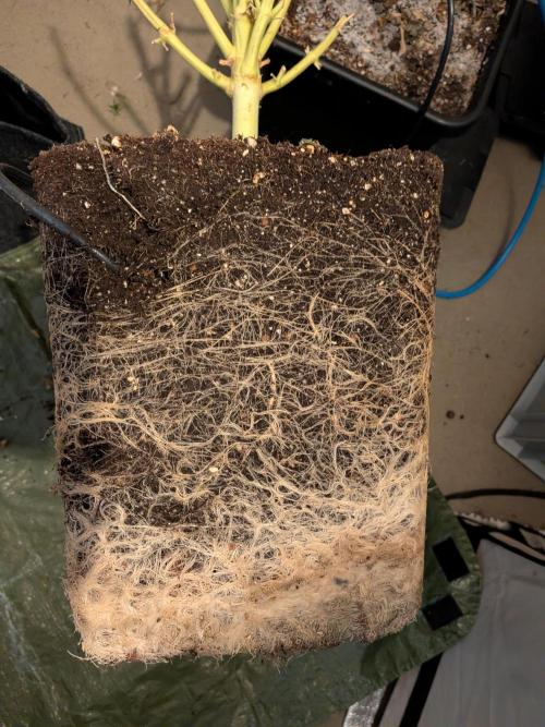 Operation Crimson Fall. Week 15 - Extreme roots? Yep...thanks to airdomes!