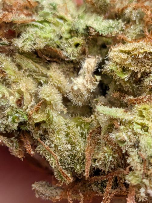Operation Crimson Fall. Week 13 - no fluff, just Willy-Wonka-Meat!!