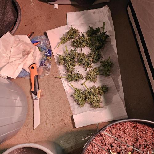 Operation Automatic Sensi. Week 13