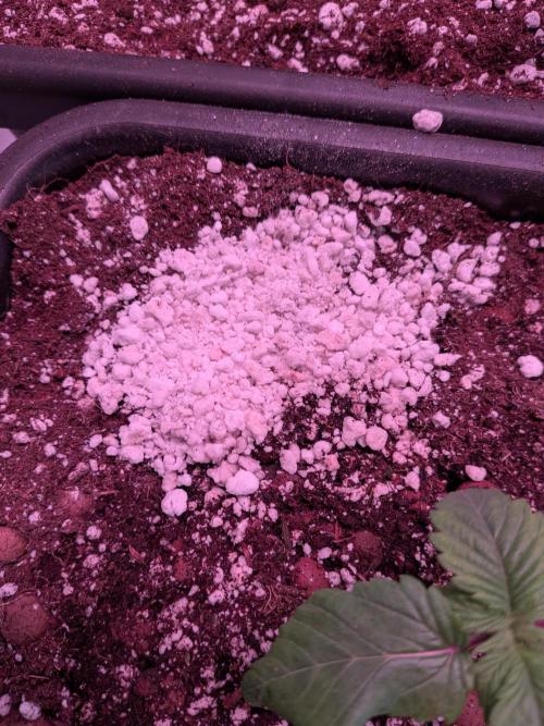 Operation Spring Break. Week 1 - oCoQ- Bio- Injector