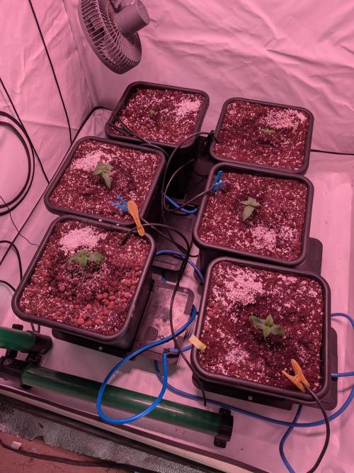 Operation Spring Break. Week 1