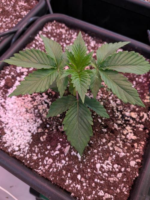 Operation Spring Break. Week 2 - Zillions are back to growing after the shift to the new pot.
